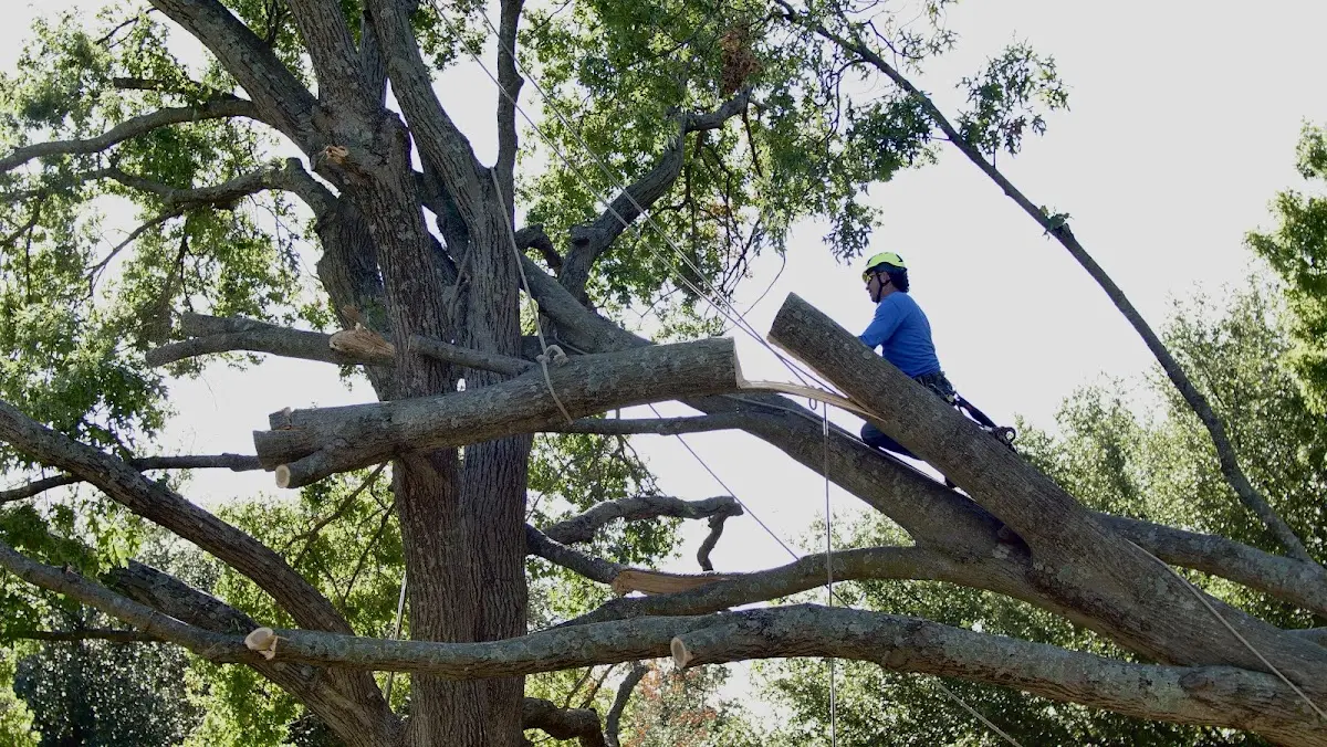 Professional Hazardous Tree Removal performed by certified arborists in Midkiff